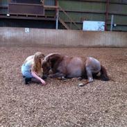 Anden særlig race Tøsen