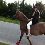 Anden særlig race Tøsen