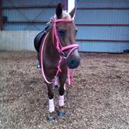 Anden særlig race Tøsen