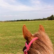 Anden særlig race Tøsen