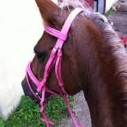 Anden særlig race Tøsen