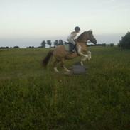 Anden særlig race Buster (SOLGT)