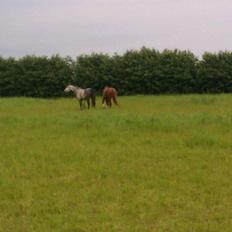 Anden særlig race Tequila<3. [tidl. Hest]