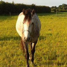 Anden særlig race Tequila<3. [tidl. Hest]