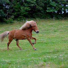 Islænder Torfi fra Ulstrup