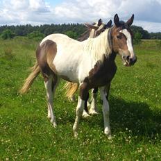 Pinto Mørkbaks Nyanza