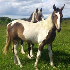 Pinto Mørkbaks Nyanza