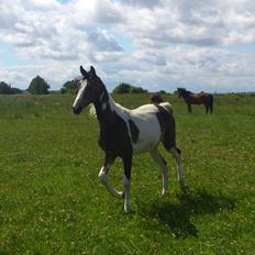 Pinto Mørkbaks Nyanza