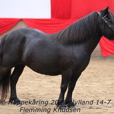 Shetlænder Myreton Orchid