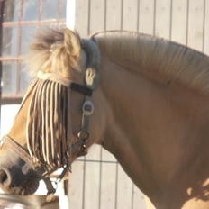 Fjordhest skovløkke's luca