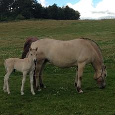 Fjordhest Lillethorups Vincent