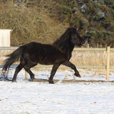 Islænder Vinur fra Langdal