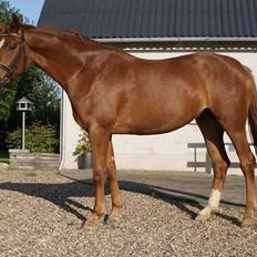 Dansk Varmblod Thybo´s Ramona