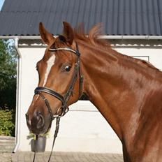 Dansk Varmblod Thybo´s Ramona