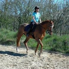 Dansk Varmblod Thybo´s Ramona