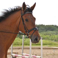Dansk Varmblod - Lacoste [HIMMEL HEST]