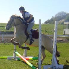 Fjordhest bolette <3 <3 <3 <3