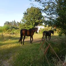 Anden særlig race Bohemo,  DV blanding