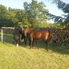 Anden særlig race Bohemo,  DV blanding
