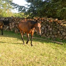 Anden særlig race Bohemo,  DV blanding