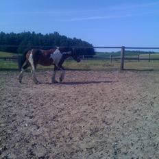 Barockpinto Indiana Jones