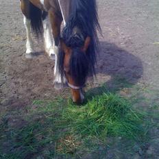 Barockpinto Indiana Jones