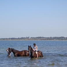 Anden særlig race Miss Shadow