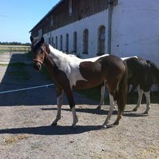 Anden særlig race Halkærhus Painted Lacey