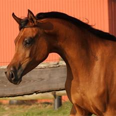 Arabisk fuldblod (OX) Eluniqa D.