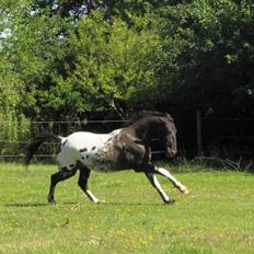 Knabstrupper svadilfare