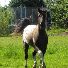Knabstrupper svadilfare