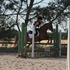 Arabisk fuldblod (OX) |Tyson Of Tas OX|