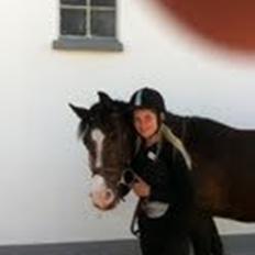 Welsh Cob (sec D) Sunshine Santana - Altid elsket!<3