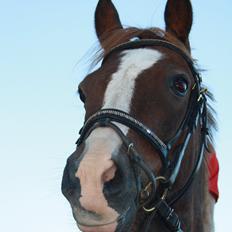 Welsh Pony (sec B) Mikkel