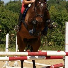 Dansk Varmblod Tirs Treasure