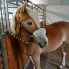 Haflinger Leris
