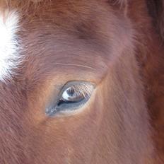 Islænder Logi fra Bundgaard