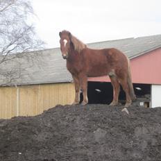 Islænder Logi fra Bundgaard