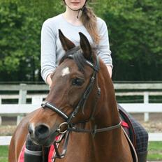 Anden særlig race Cargo