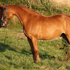 Dansk Varmblod Vestergårdens Amanda