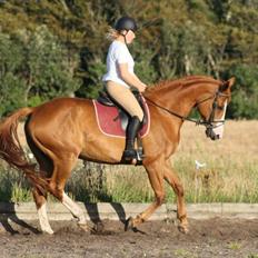 Dansk Varmblod Vestergårdens Amanda