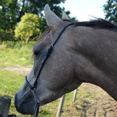 Arabisk fuldblod (OX) Ibn El Ghalahad (Allan)