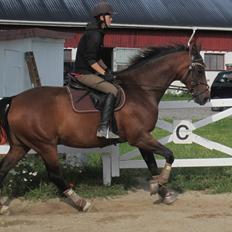 Dansk Varmblod Stenlandsdals Malou R.I.P 