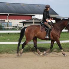 Dansk Varmblod Stenlandsdals Malou R.I.P 