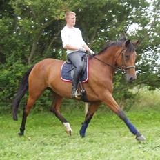 Dansk Varmblod Damgårdens Magic Light