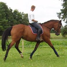 Dansk Varmblod Damgårdens Magic Light