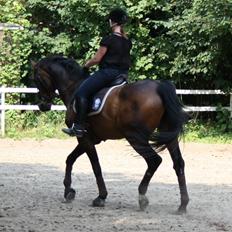 Hollandsk Varmblod Paledo ¤KWPN¤