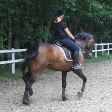 Hollandsk Varmblod Paledo ¤KWPN¤