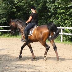 Hollandsk Varmblod Paledo ¤KWPN¤