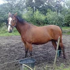 Oldenborg Møllestedets Highlight HIMMELHEST